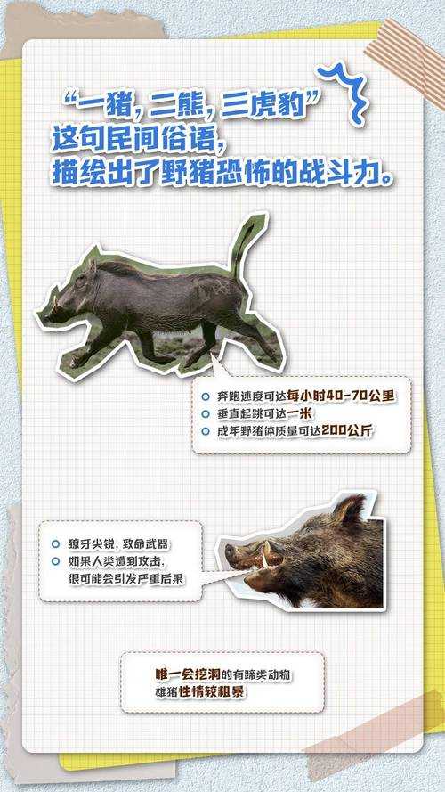 揭秘：哪些动物能捕食豪猪？天敌与捕食策略全解析