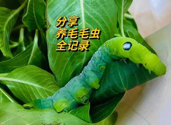 昆虫与植物生态互动：蜜源毛毛虫角色及影响揭秘