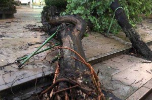 广东中山狂风暴雨树木砸中车辆事件回顾，广东中山狂风暴雨致树木倒塌 多地车辆受损