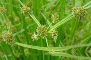 梦幻西游莎草，西游 这个，莎草