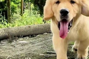 纯种金毛的特征有哪些？如何辨别纯种金毛犬