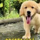 纯种金毛的特征有哪些？如何辨别纯种金毛犬