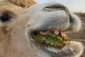 揭秘什么动物吃仙人掌不觉得扎嘴？骆驼刺猬上榜