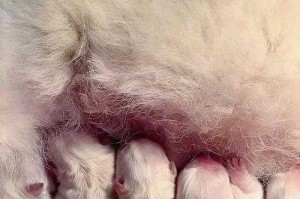 狗狗吃奶温馨场景高清图片大全合集