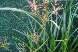 梦幻西游莎草