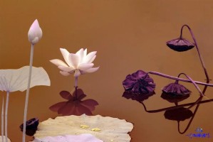 梦幻西游荷花摄影怎么样