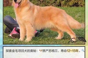 洪水中的守望者，一只金毛犬的72小时生死契约，72小时生死营救，金毛犬洪水守望者的忠诚使命