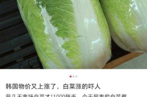 韩国大白菜价翻倍！高温天气如何让白菜变金菜？韩国大白菜价翻倍！高温天气如何让白菜变金菜？