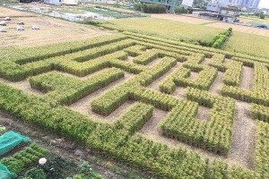 刀光风云剧情卡关？如何破解新手必遇的迷宫？