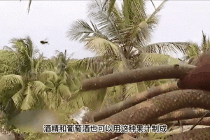 印度亿万富翁误吞蜜蜂身亡，一场看似寻常的遭遇如何引发致命后果，印度亿万富翁误吞蜜蜂致死，寻常事件如何引发致命后果