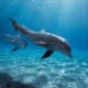 梦幻西游超级海豚杀环攻略 海豚 伤害 超级