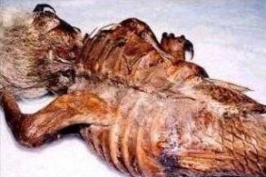 揭秘美人鱼化石真相：探寻千年秘密背后的化石故事