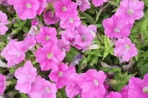梦幻西游花籽，野菊花，西游 花籽