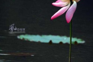梦幻西游荷花摄影怎么样，相机，怎么样 荷花
