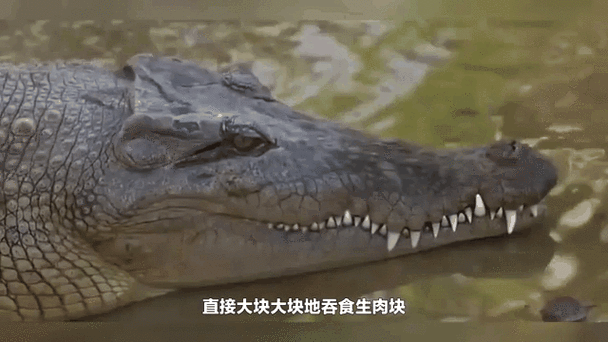 揭秘:一生都在换牙的动物是鳄鱼吗?