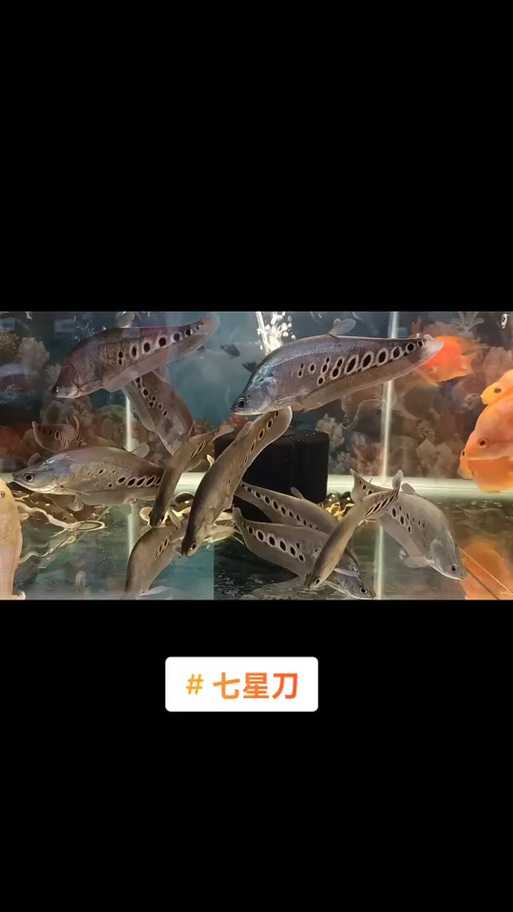 七星刀鱼喂什么饲料最好？七星刀鱼饲养与喂食全攻略