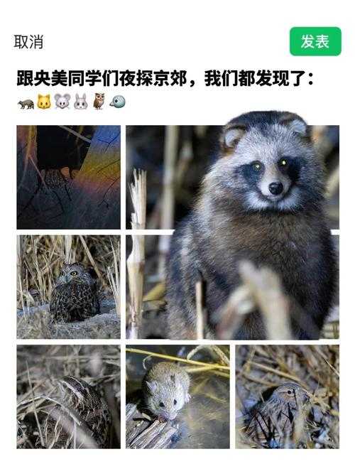 万点猩红将吐萼指的是什么动物?揭秘神秘生物