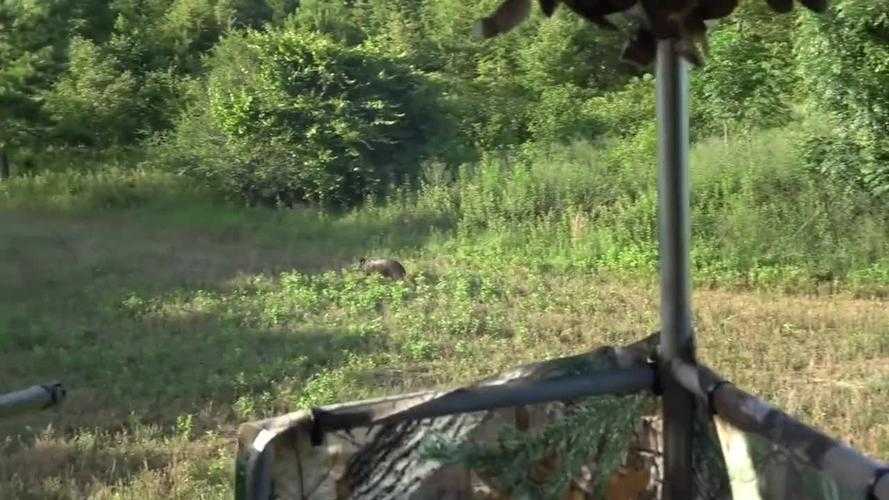 如何观看完整的野猪狩猎全过程视频?
