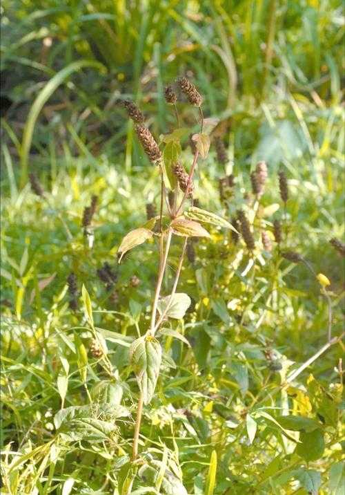 夏斯卡格草:从濒危植物到2025年的生态经济新宠