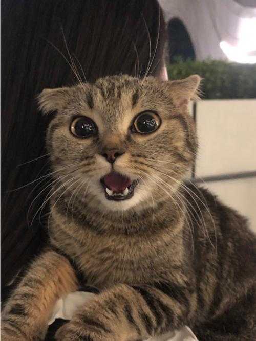 张嘴猫猫表情包合集 超萌可爱猫咪张嘴表情大全