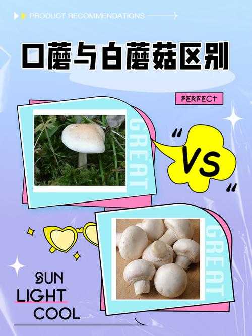 口蘑"口"字解析:形态文化及食用特性