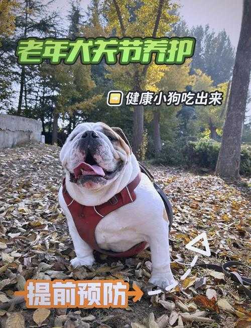 狗与人类所需胶类配方高清全览解析图