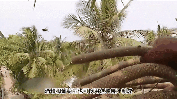 印度亿万富翁误吞蜜蜂身亡，一场看似寻常的遭遇如何引发致命后果