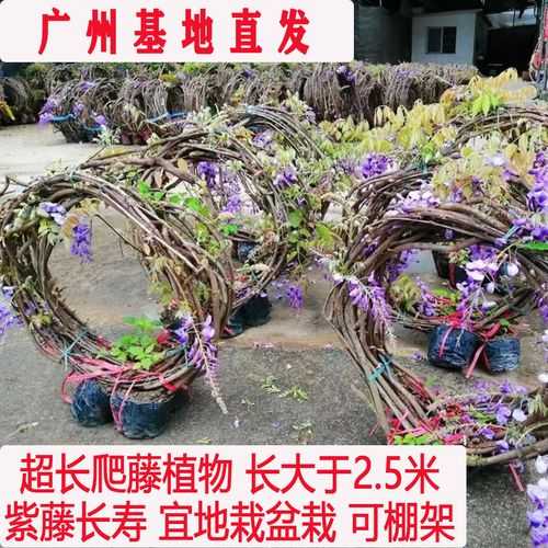 梦幻西游紫藤花苞找谁兑换 兑换,花苞 紫藤花