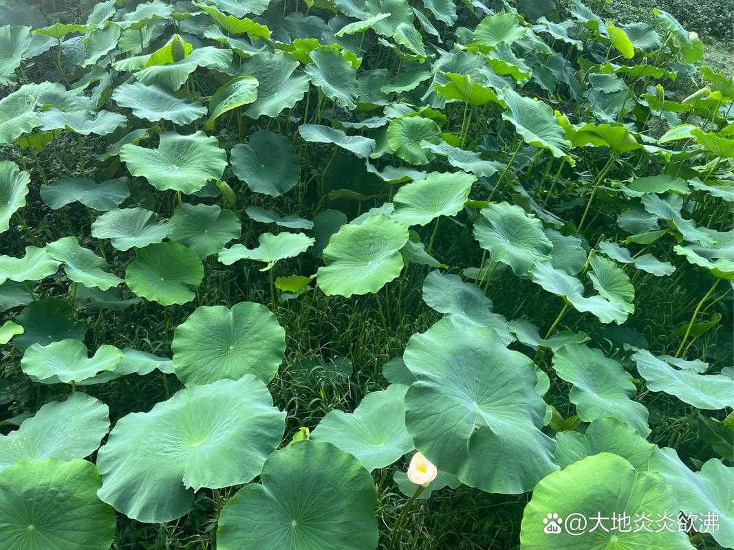 梦幻西游红枫湖好进吗知乎,服务器 红枫湖,红枫湖