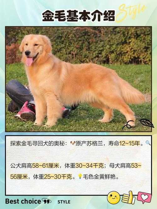洪水中的守望者,一只金毛犬的72小时生死契约