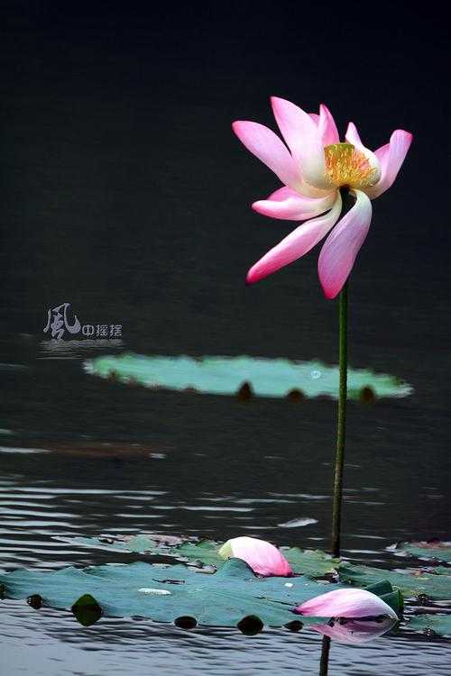 梦幻西游荷花摄影怎么样,相机,怎么样 荷花