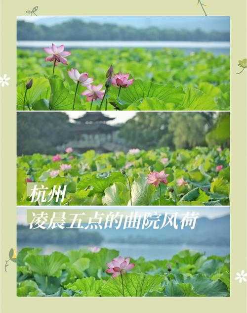 梦幻西游荷韵风景攻略大全 风景 荷叶 荷塘