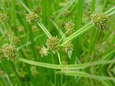 梦幻西游莎草,西游 这个,莎草
