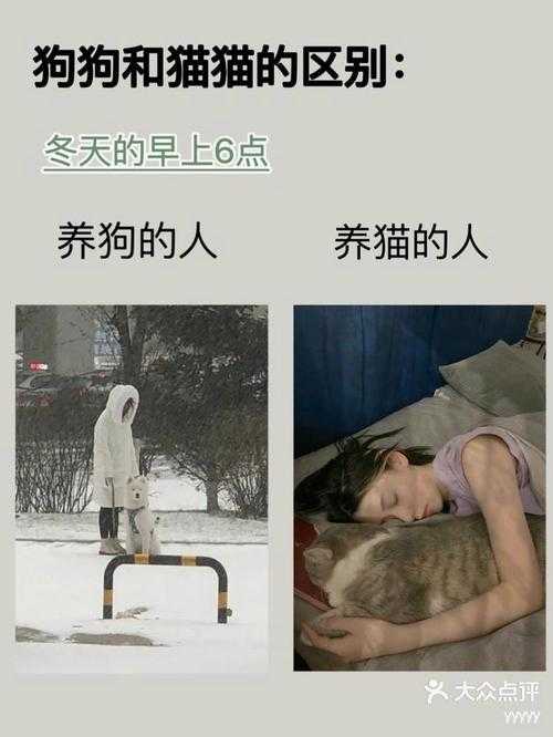 狗盆浇花竟遭狗咬?一场荒诞的人宠冲突揭示现代养宠隐忧