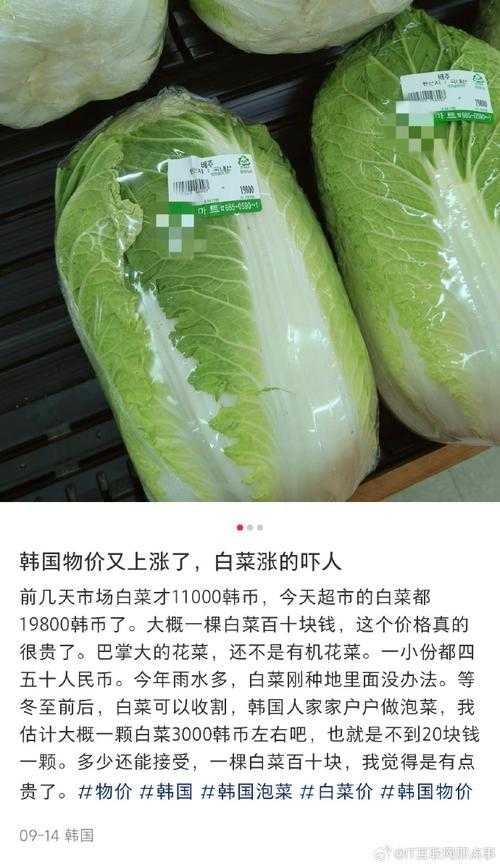 韩国大白菜价翻倍!高温天气如何让白菜变金菜?
