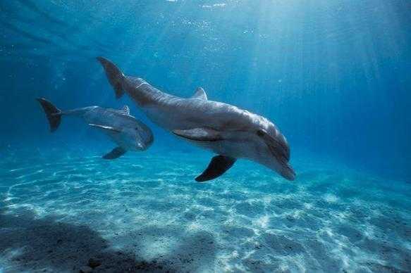 梦幻西游超级海豚杀环攻略 海豚 伤害 超级