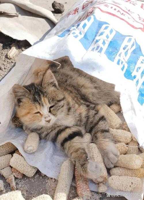 网红猫奶奶的传奇一生，从流浪猫到百万粉丝的92年